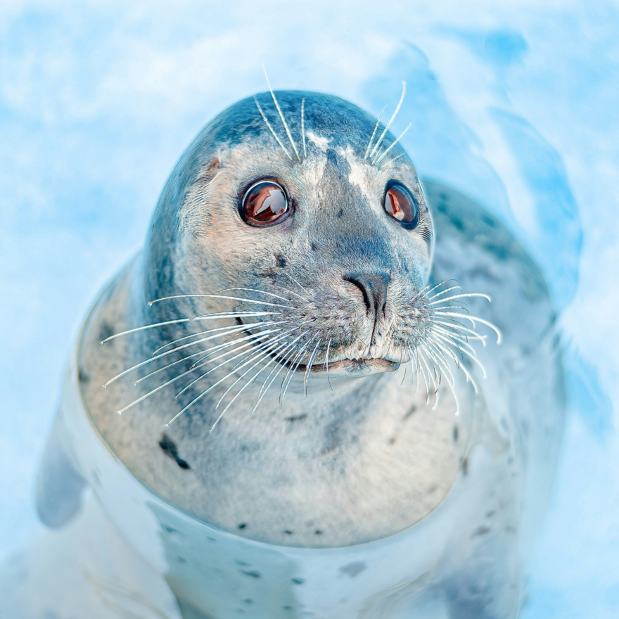 Harbor seal.